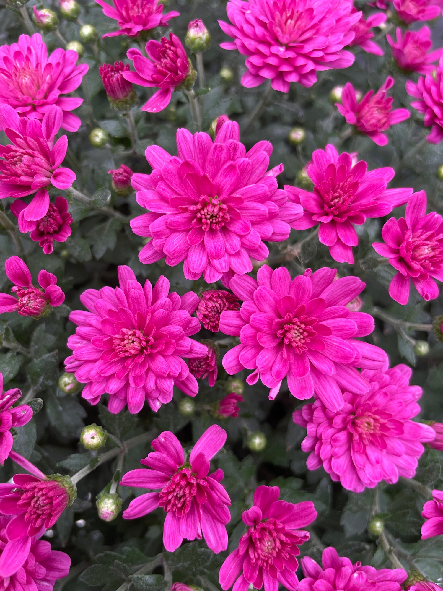 12" Fall Mum