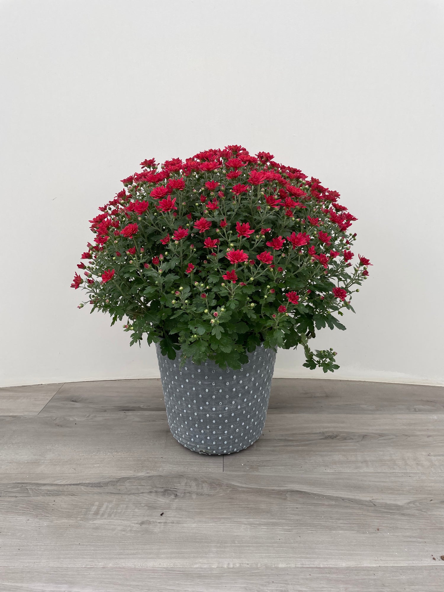 10" Fall Mum