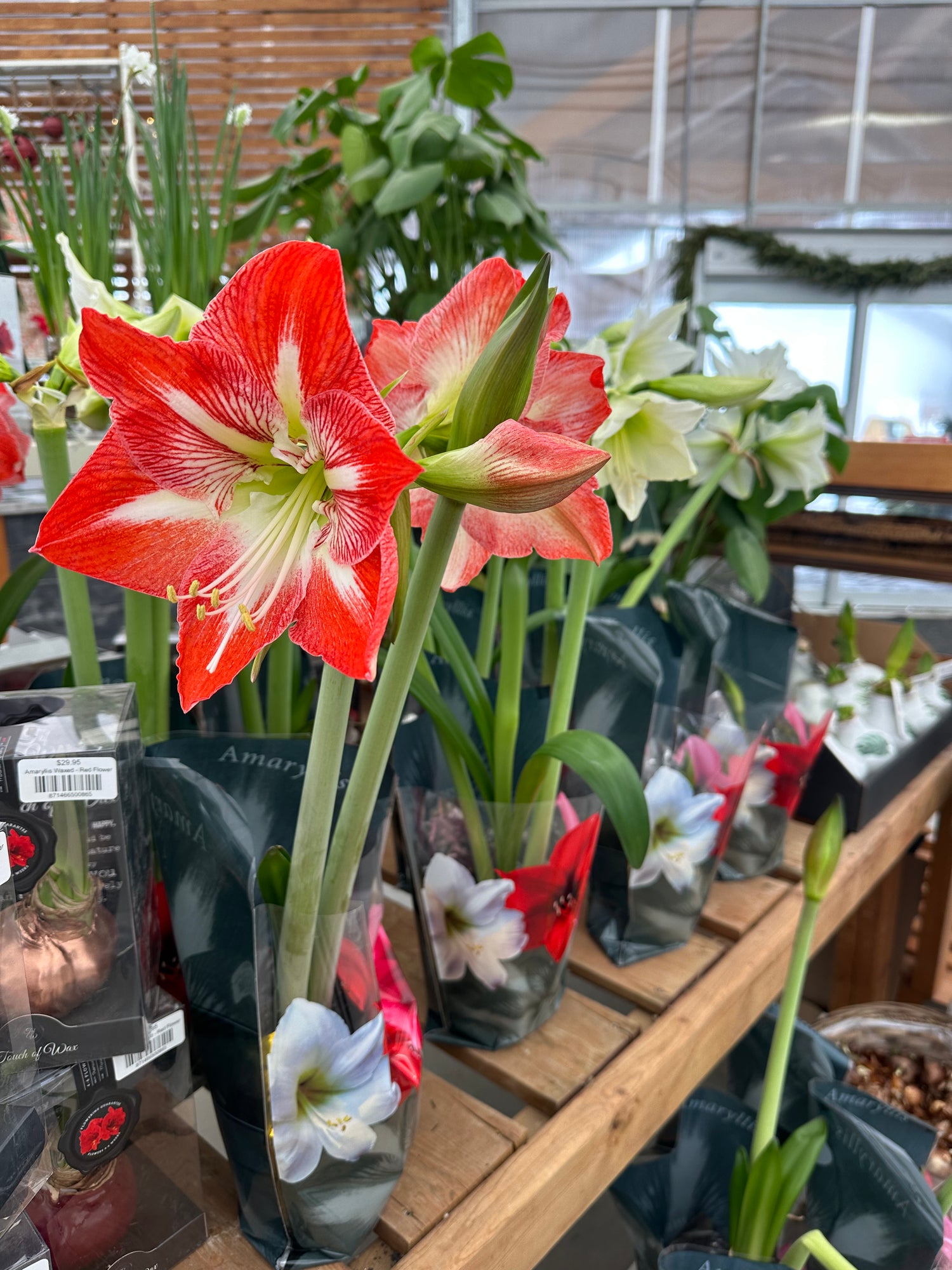 Potted Amaryillis