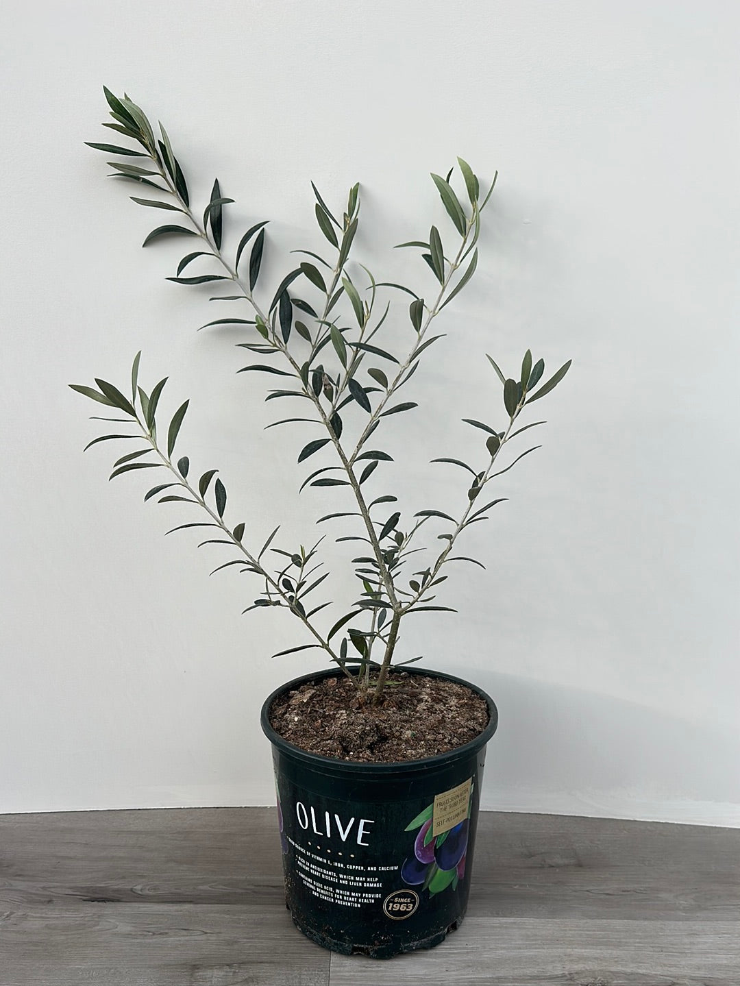 Olive Bush