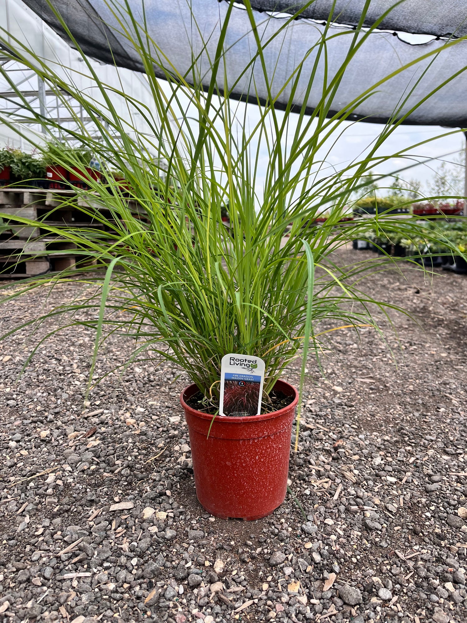 Maiden Grass 'Fire Dragon'
