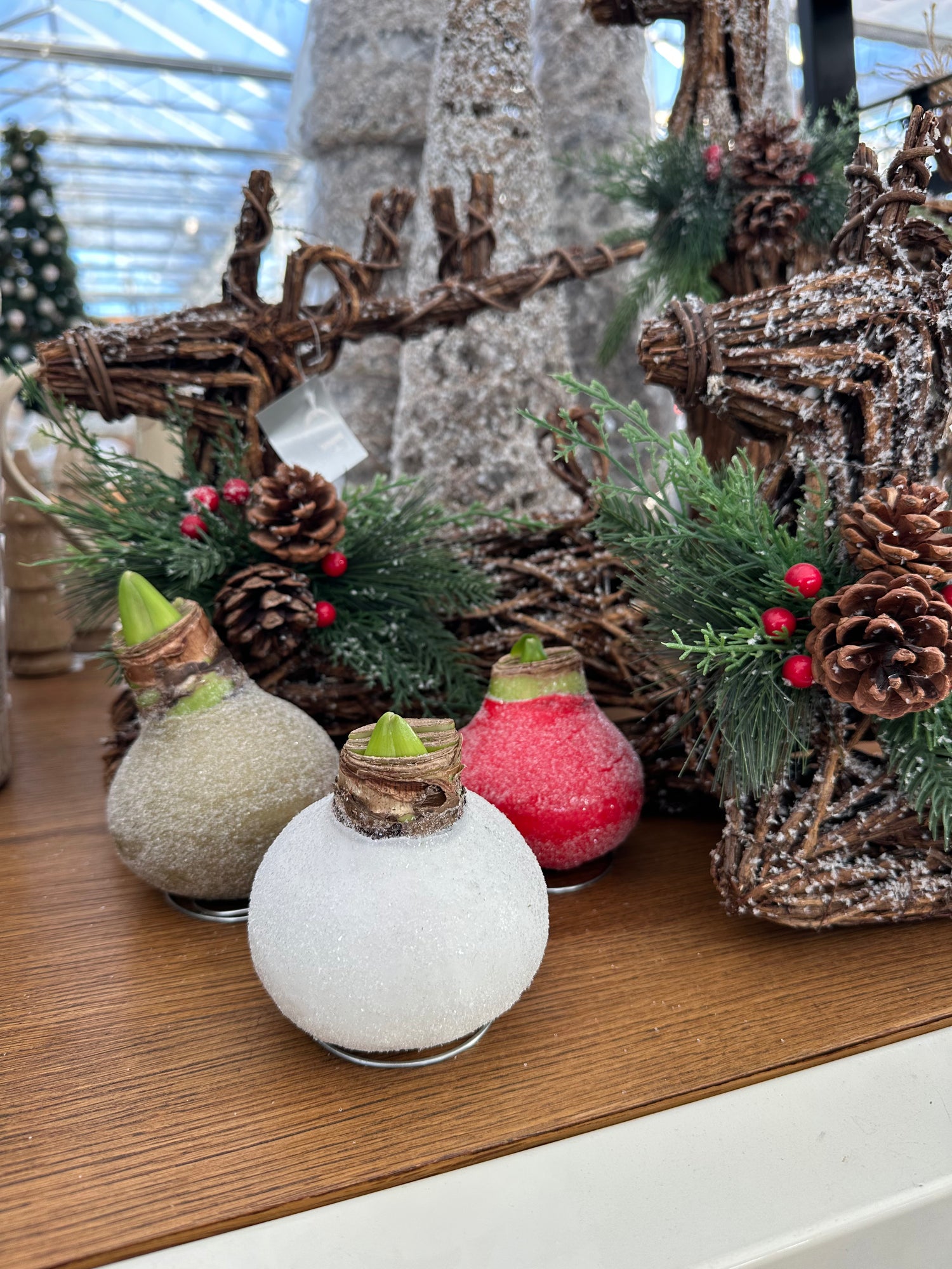 Amaryllis  'Sugar Dusted'