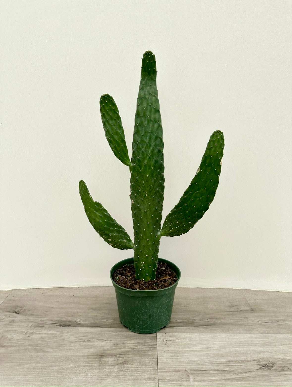 Cowboy Cactus