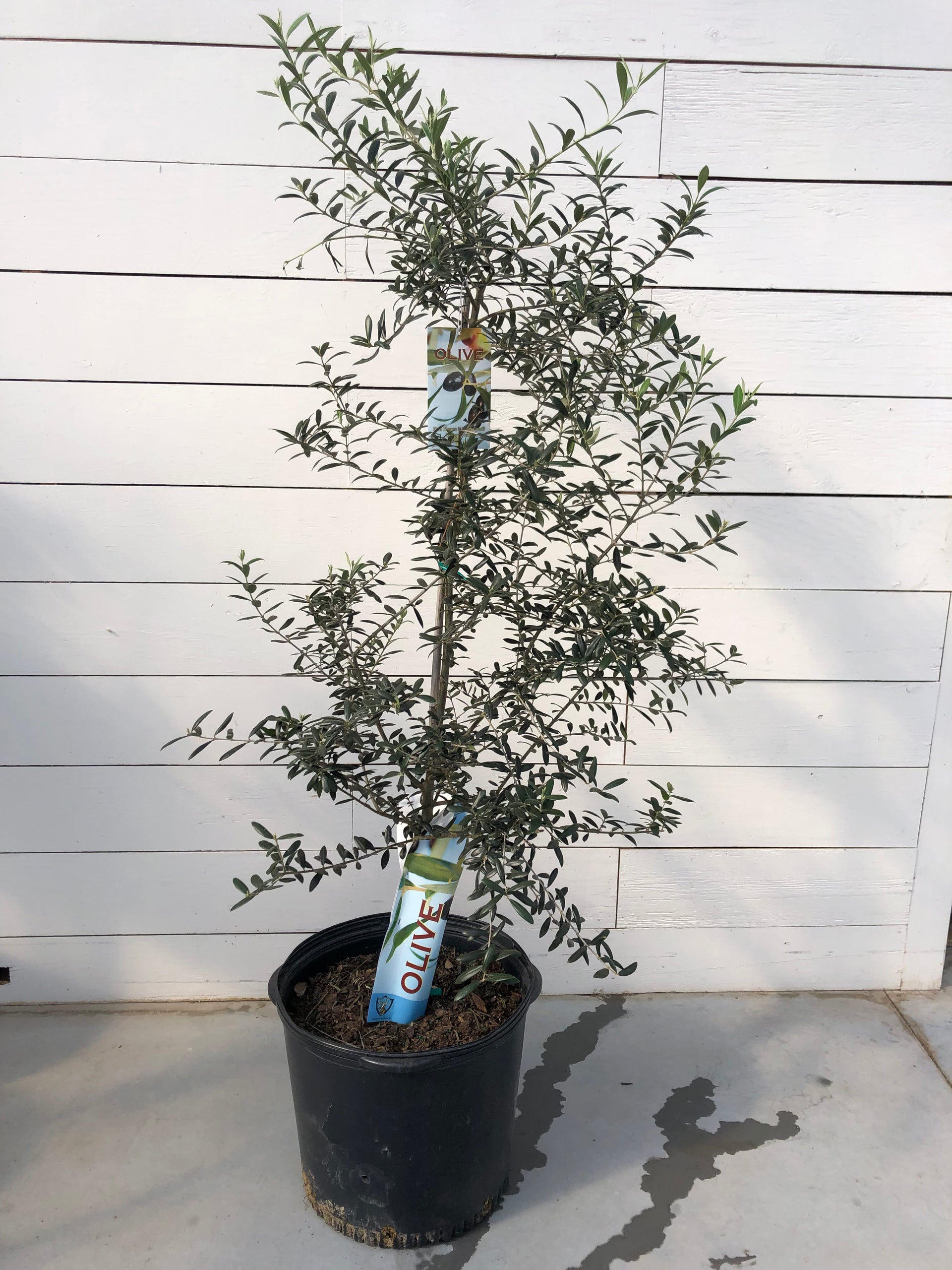 Olive Bush – van der Meer Garden Centre