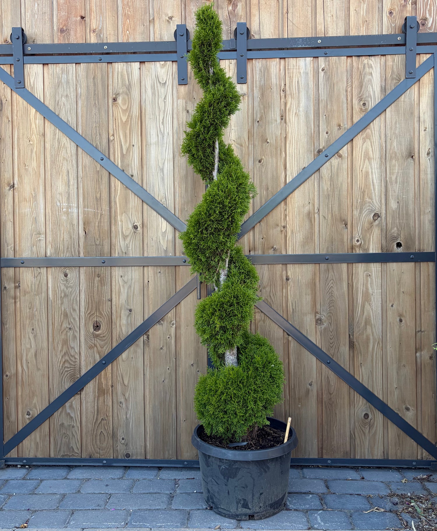 Cedar 'Smaragd' Spiral