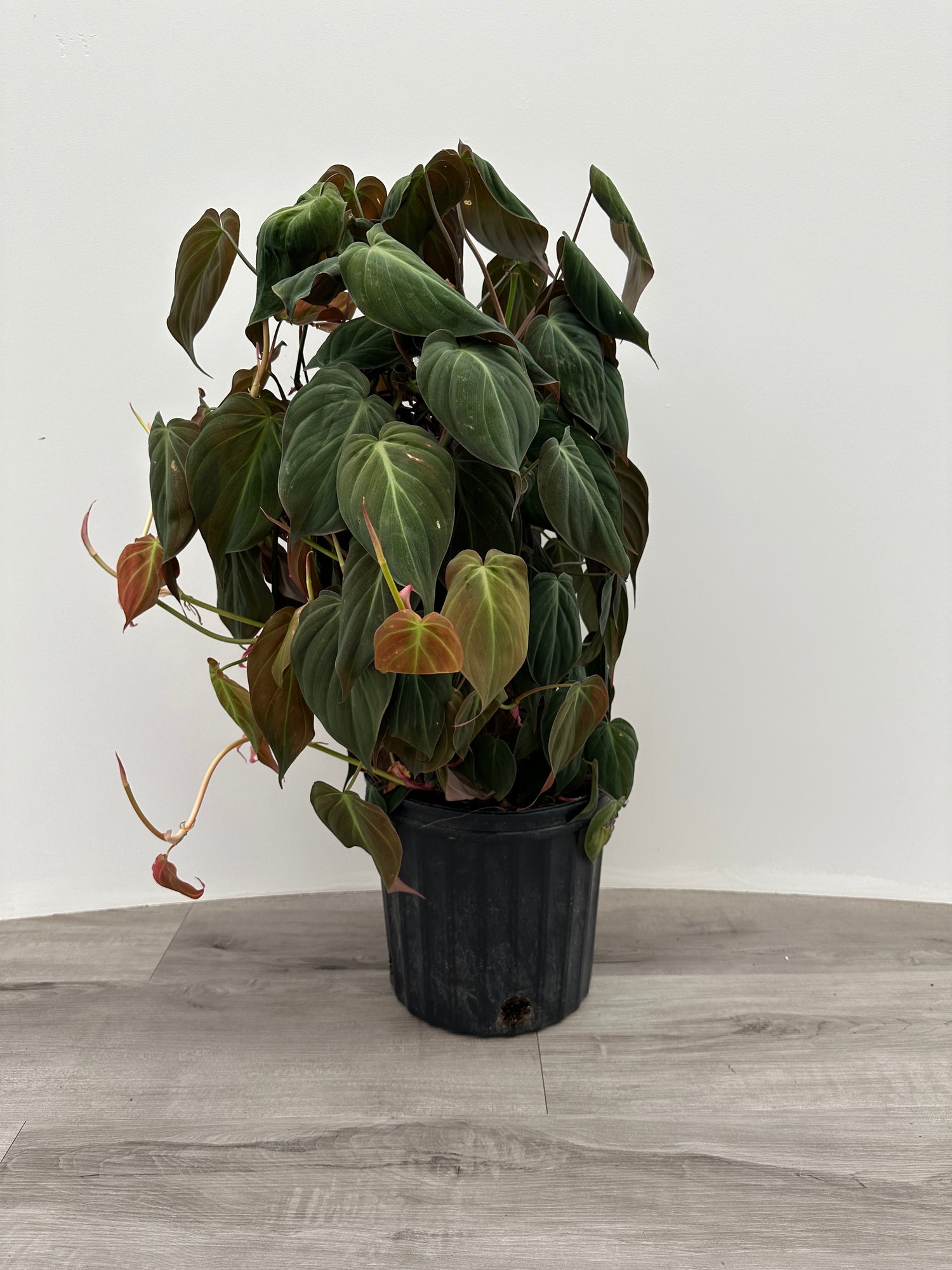 Philodendron Mican Totem