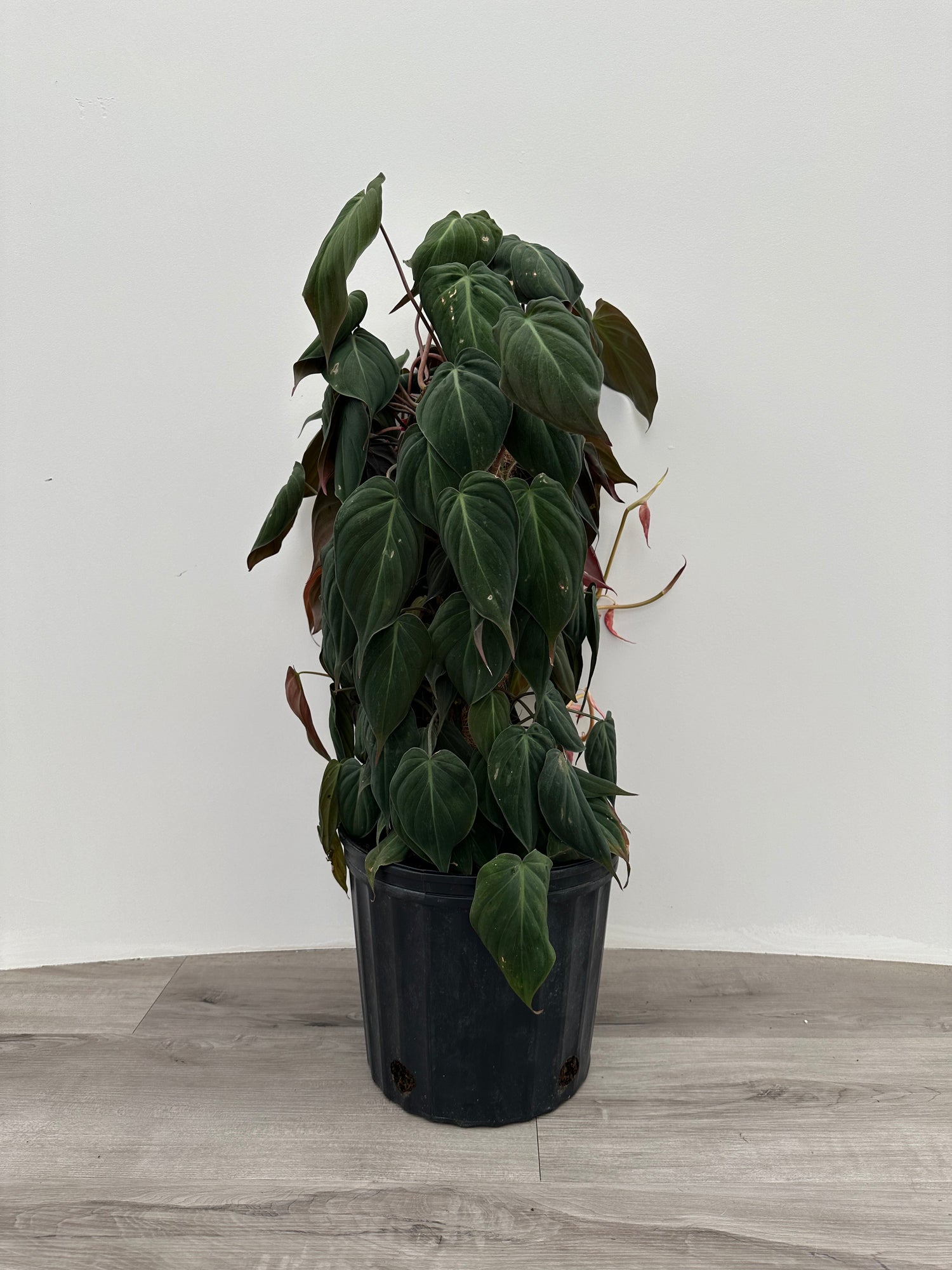 Philodendron Mican Totem