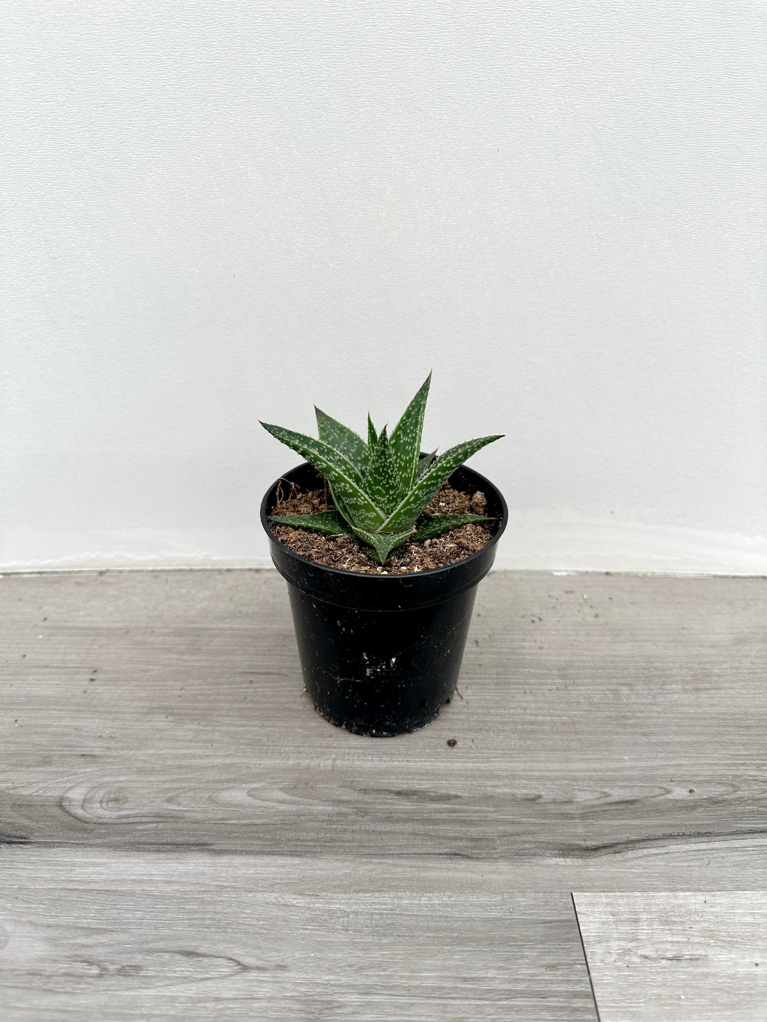 Haworthia assorted