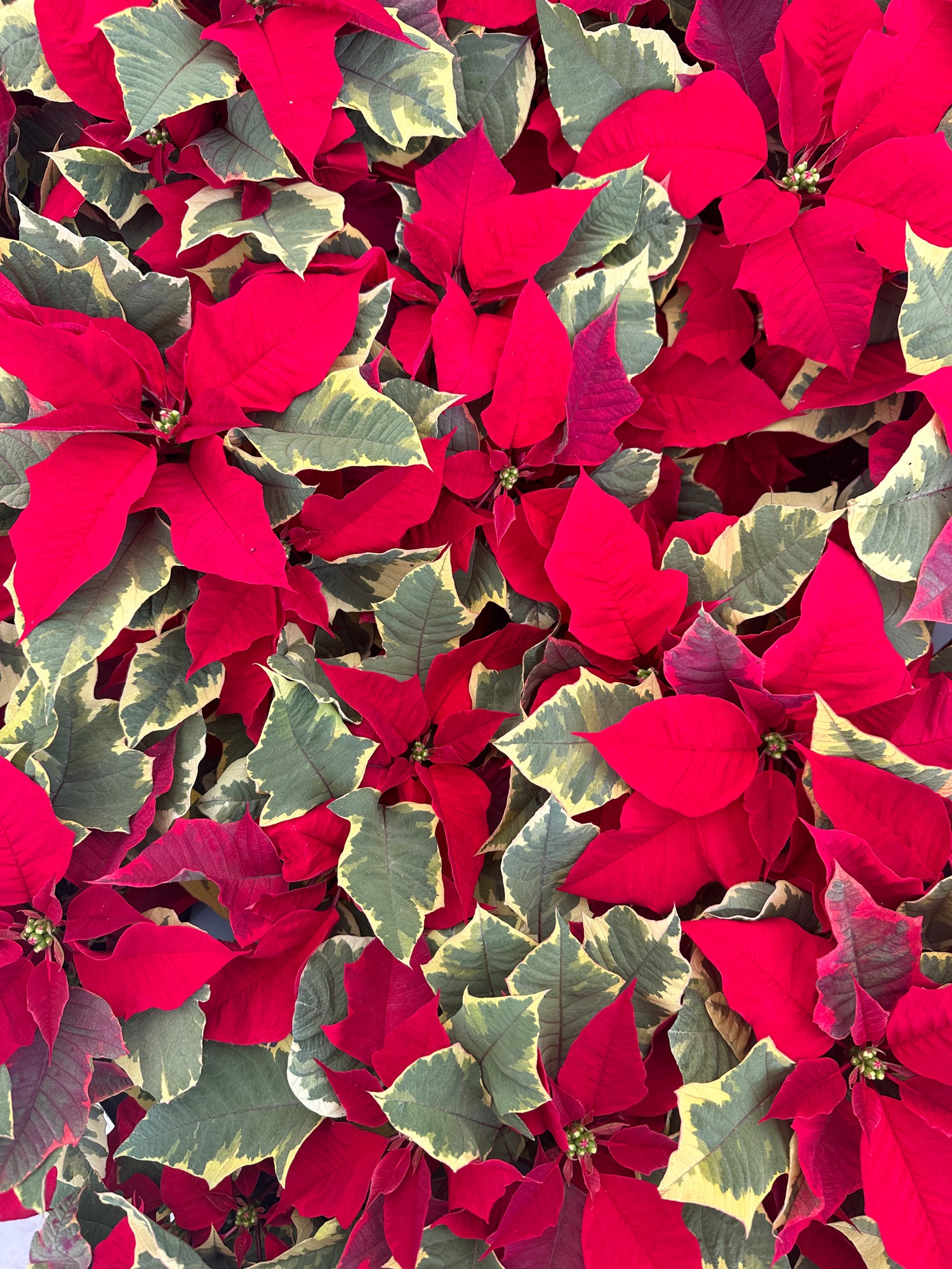 Tapestry Poinsettia