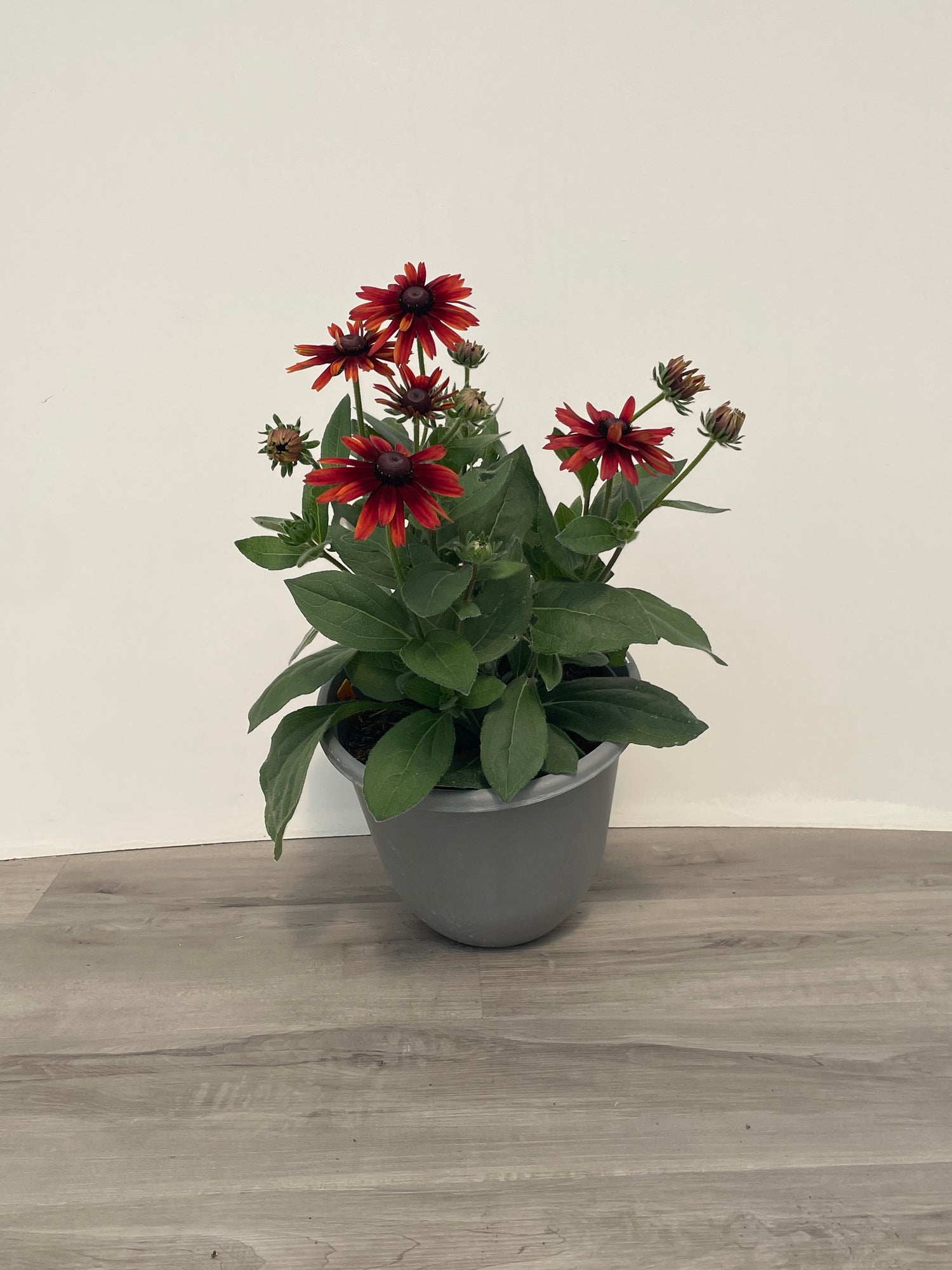 Fall Rudbeckia Planters
