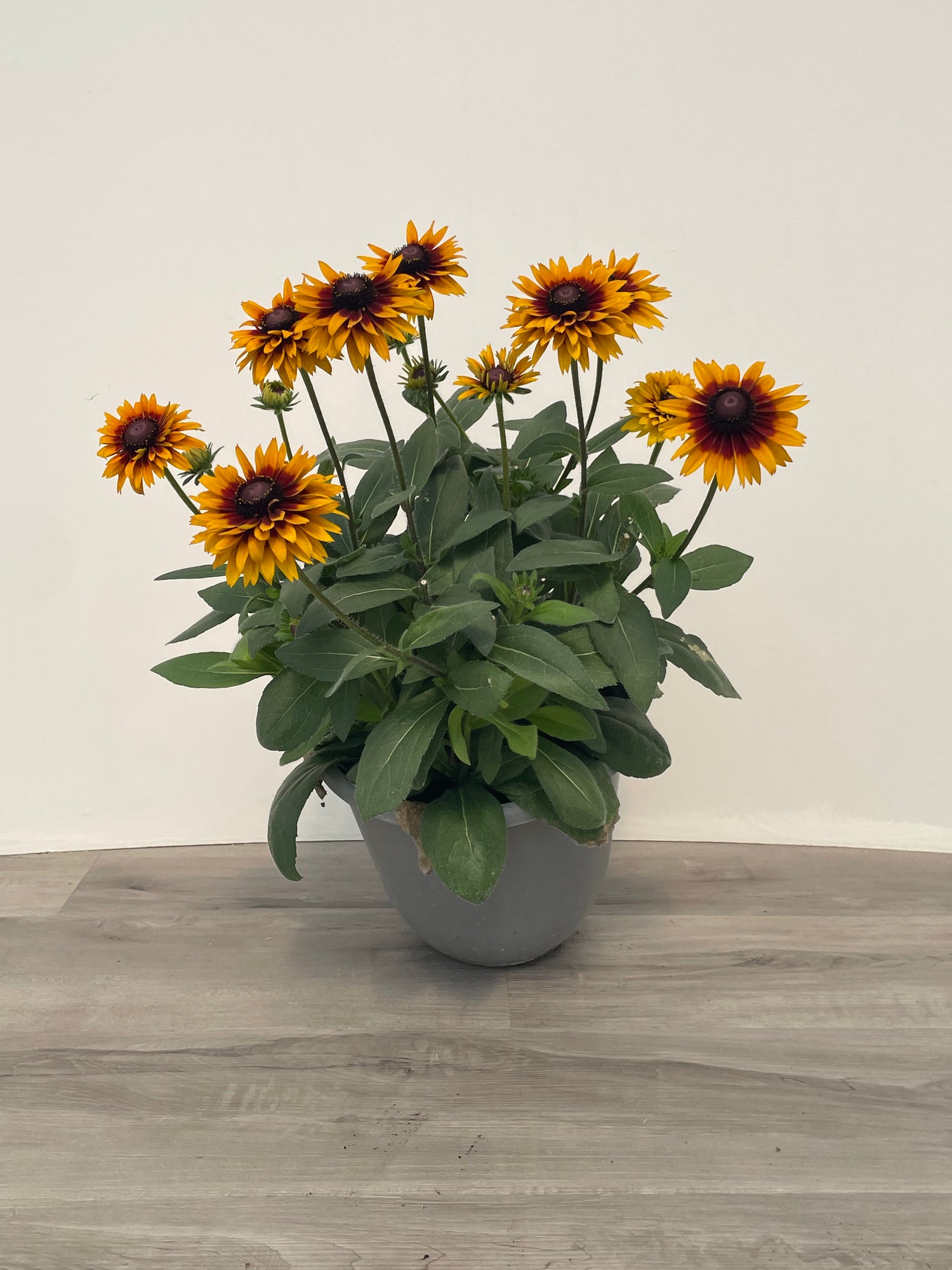 Fall Rudbeckia Planters