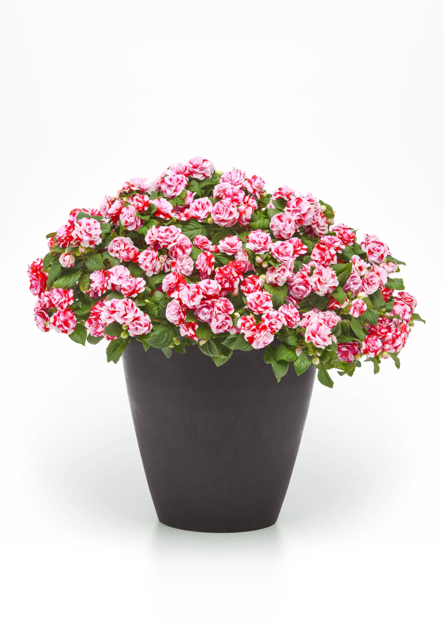 Impatiens Double 'Glimmer' Series