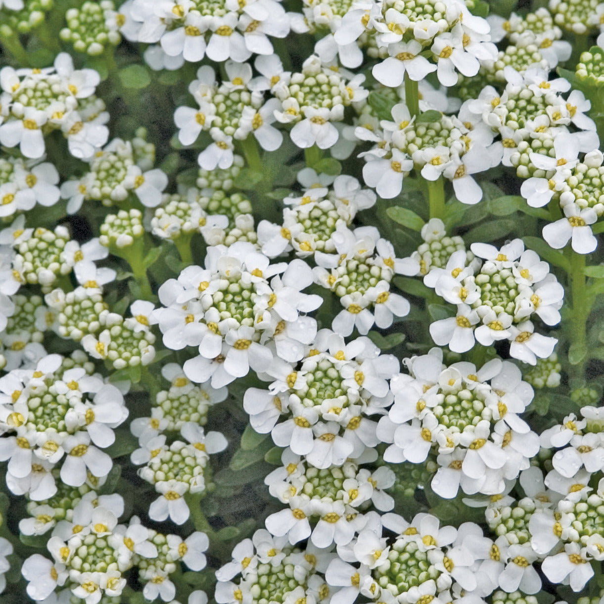 Iberis 'Candytuft Snowflake'