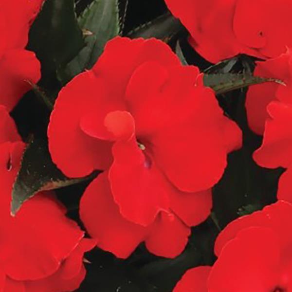 Impatiens New Guinea 'Roller Coaster' Series