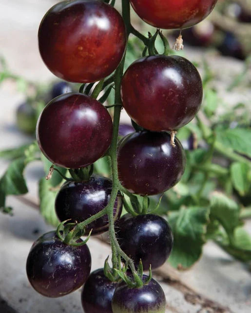 Indigo Rose Certified Organic Tomato