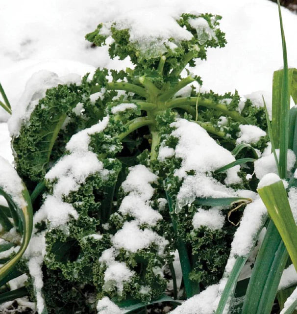 Winter Blend Kale