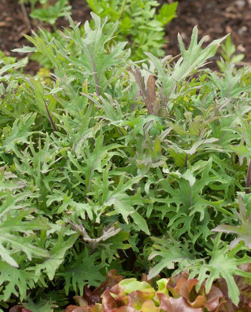 Red Russian Kale