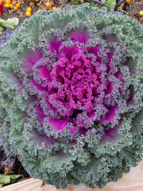 Rainbow Candy Crush Kale