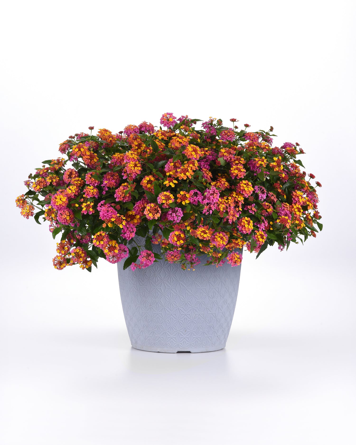 PassionFruit Lantana