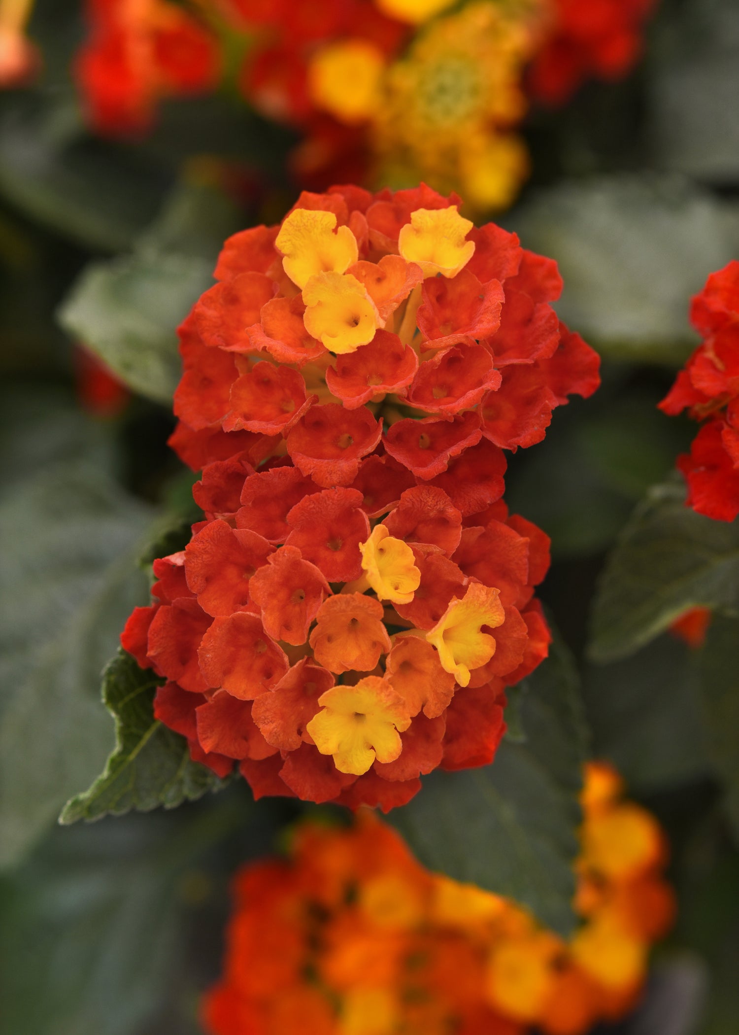Lantana 'Shamrock' Series