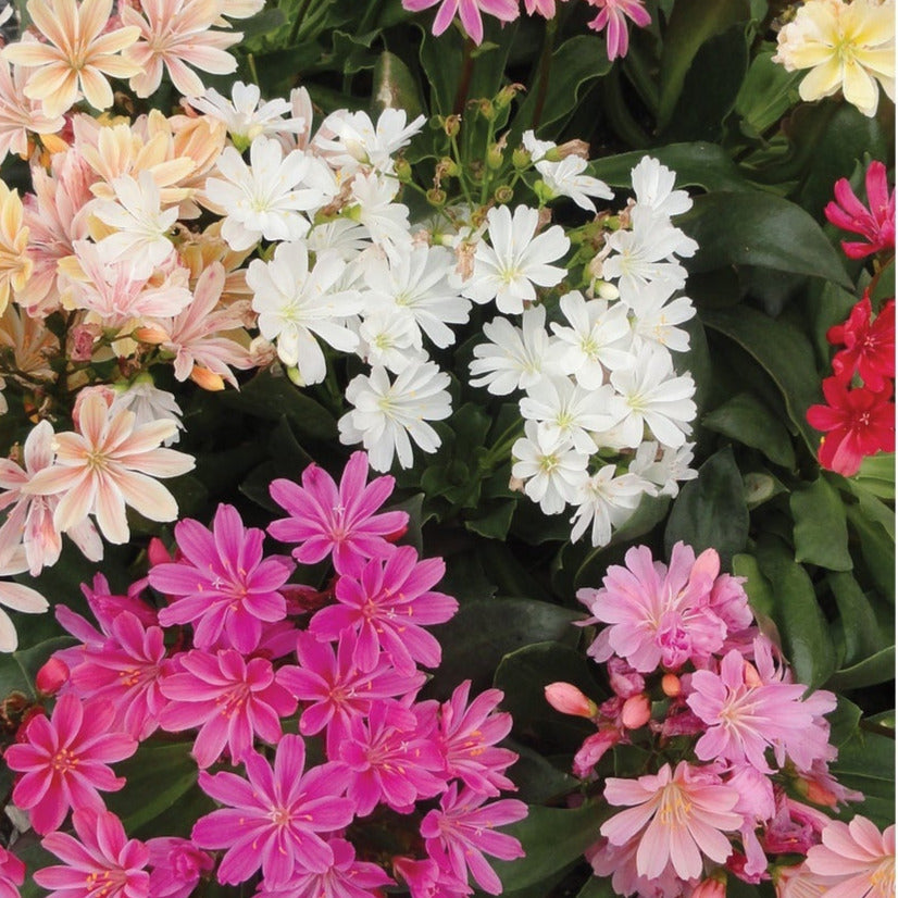 Lewisia Cotyledon