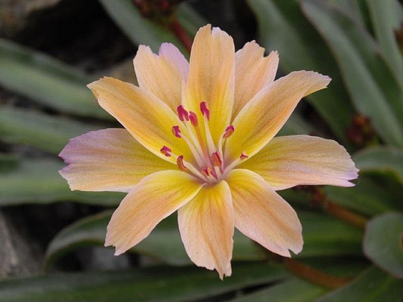 Lewisia 'Little Peach'