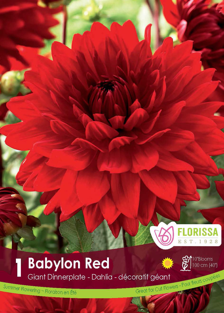 Dinnerplate Dahlia 'Babylon Red'
