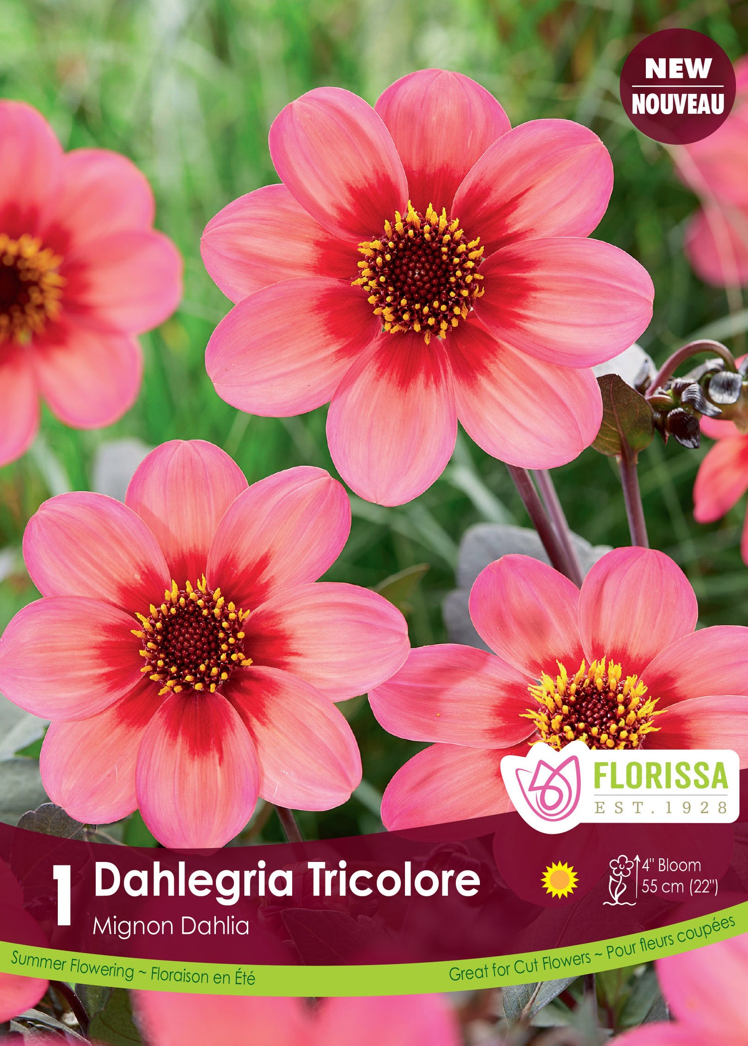 Mignon Dahlegria Tricolor Dahlia