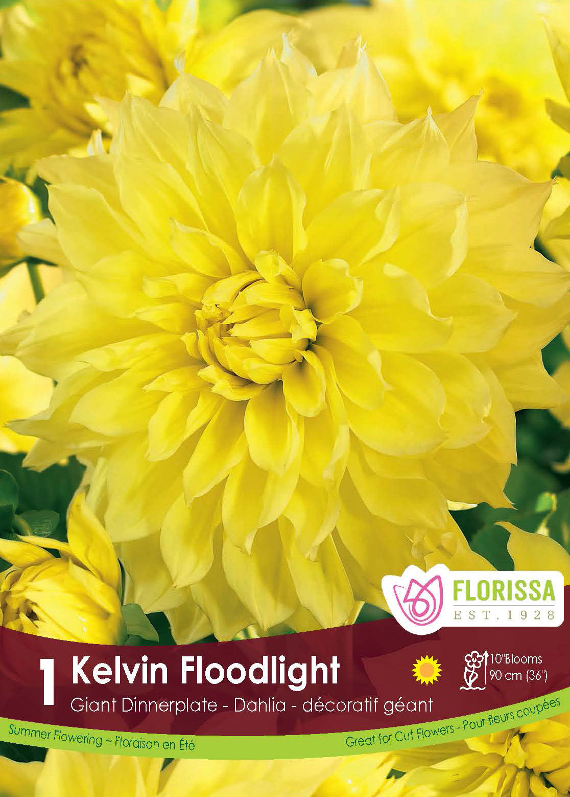 Dinnerplate Dahlia 'Kevin Floodlight'