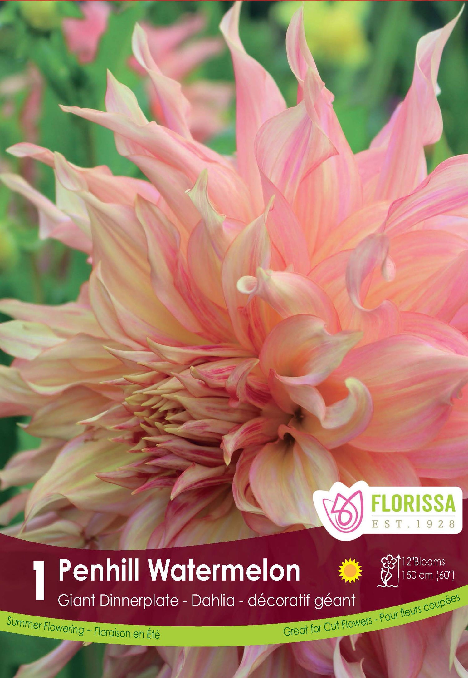 Dinnerplate Dahlia 'Penhill Watermelon'
