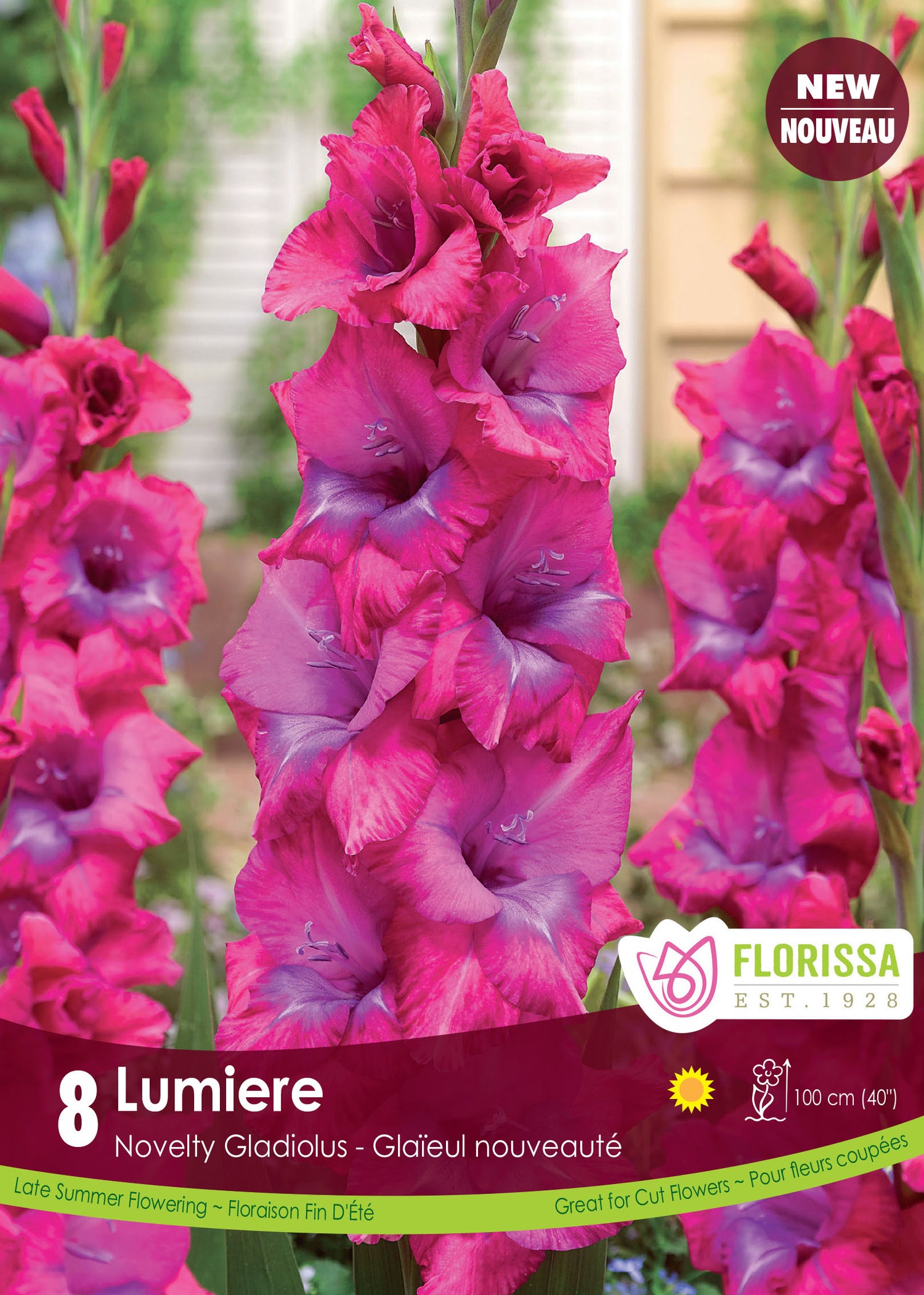 Luminare Gladiolus