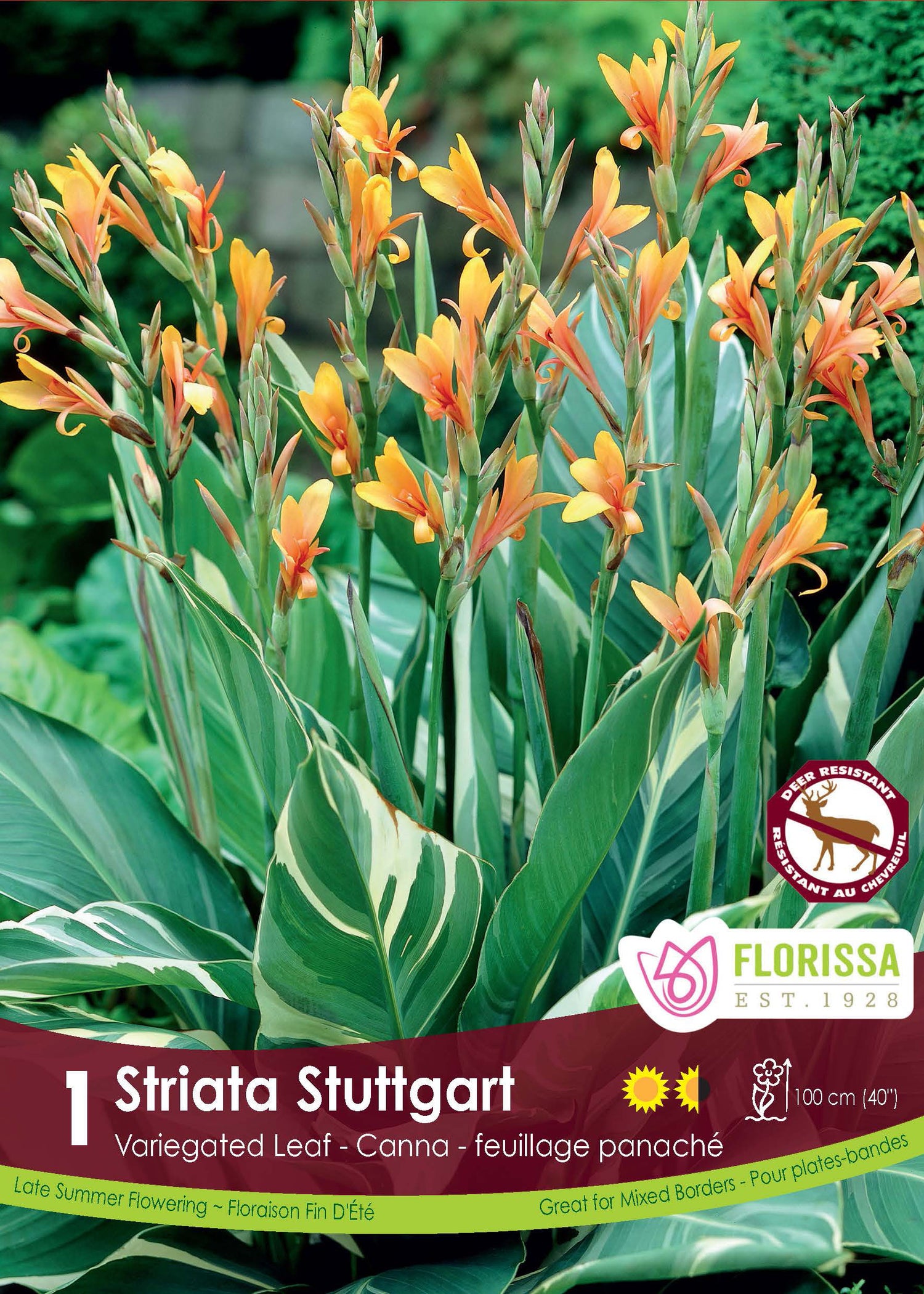 Canna Lily 'Stuttgart'