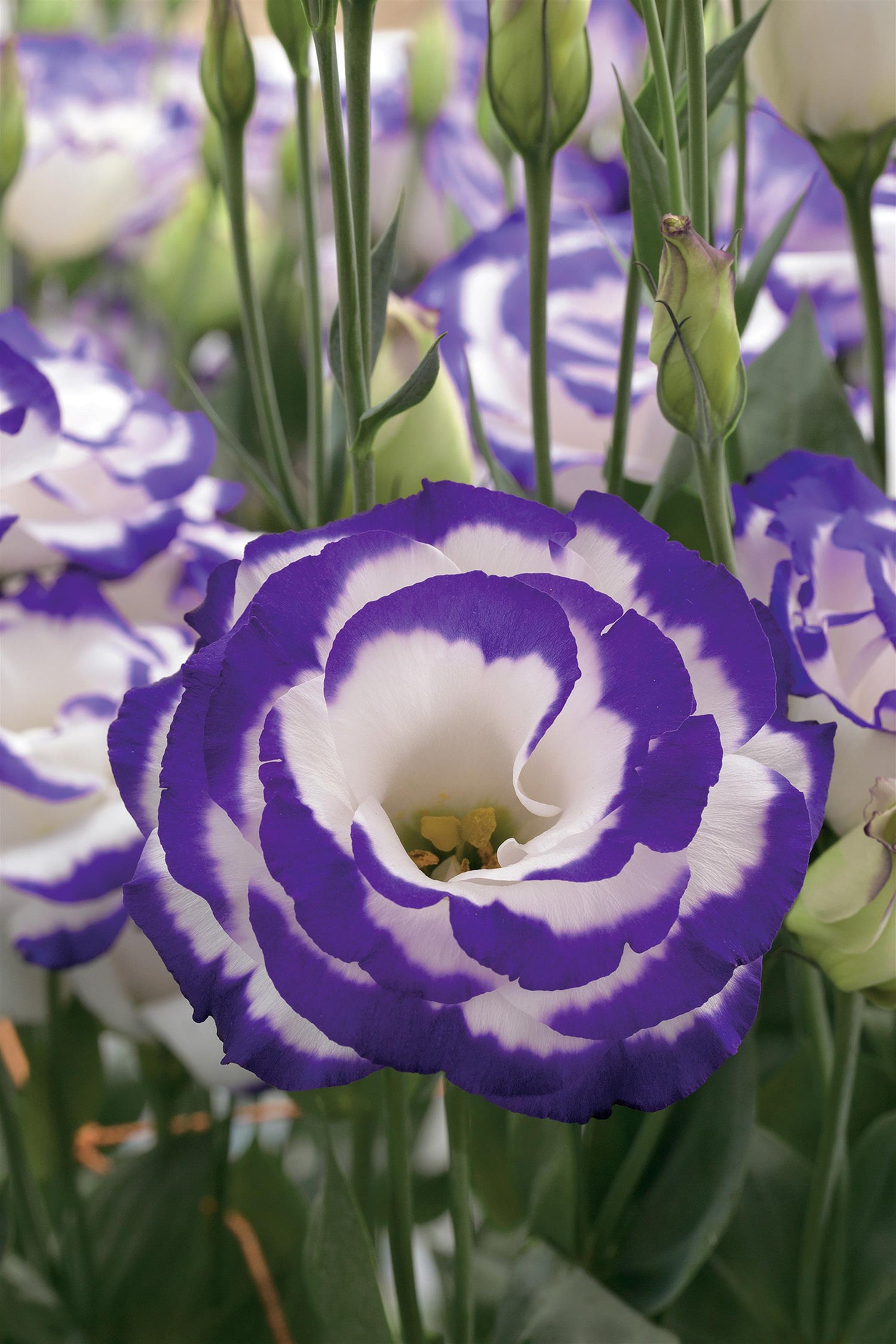 Lisianthus 'Arena' Series