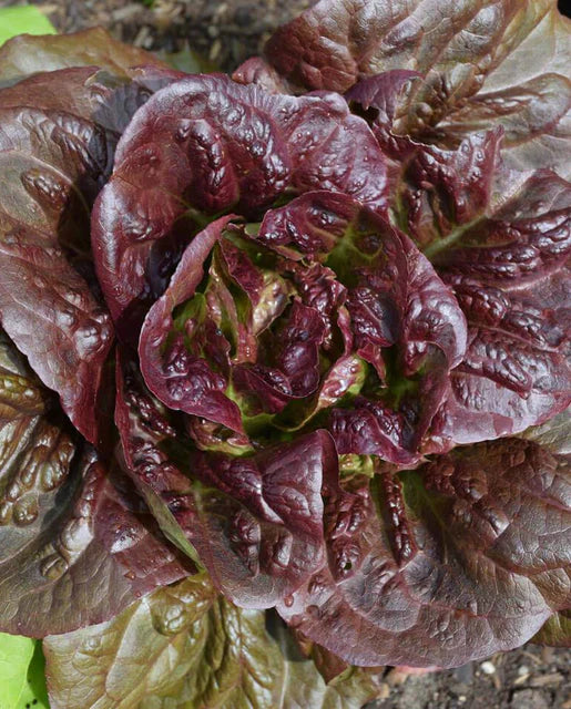 Pomegranate Crunch Pelleted Organic Lettuce