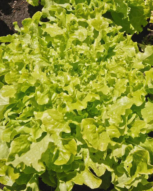 Green Salad Bowl