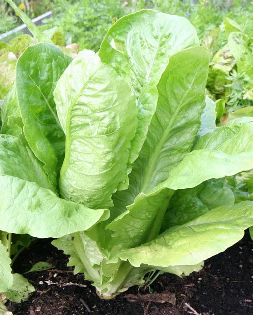 Parris Island Lettuce - West Coast Seeds