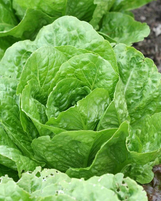 Coastal Star Organic Lettuce