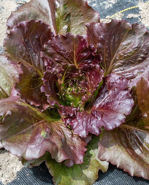 Red Iceberg Lettuce