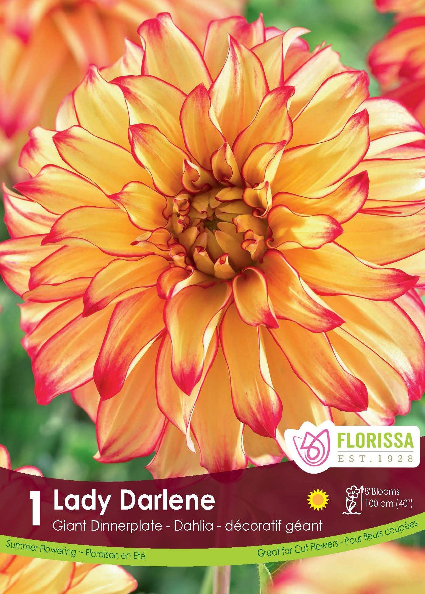 Lady Darlene Dahlia