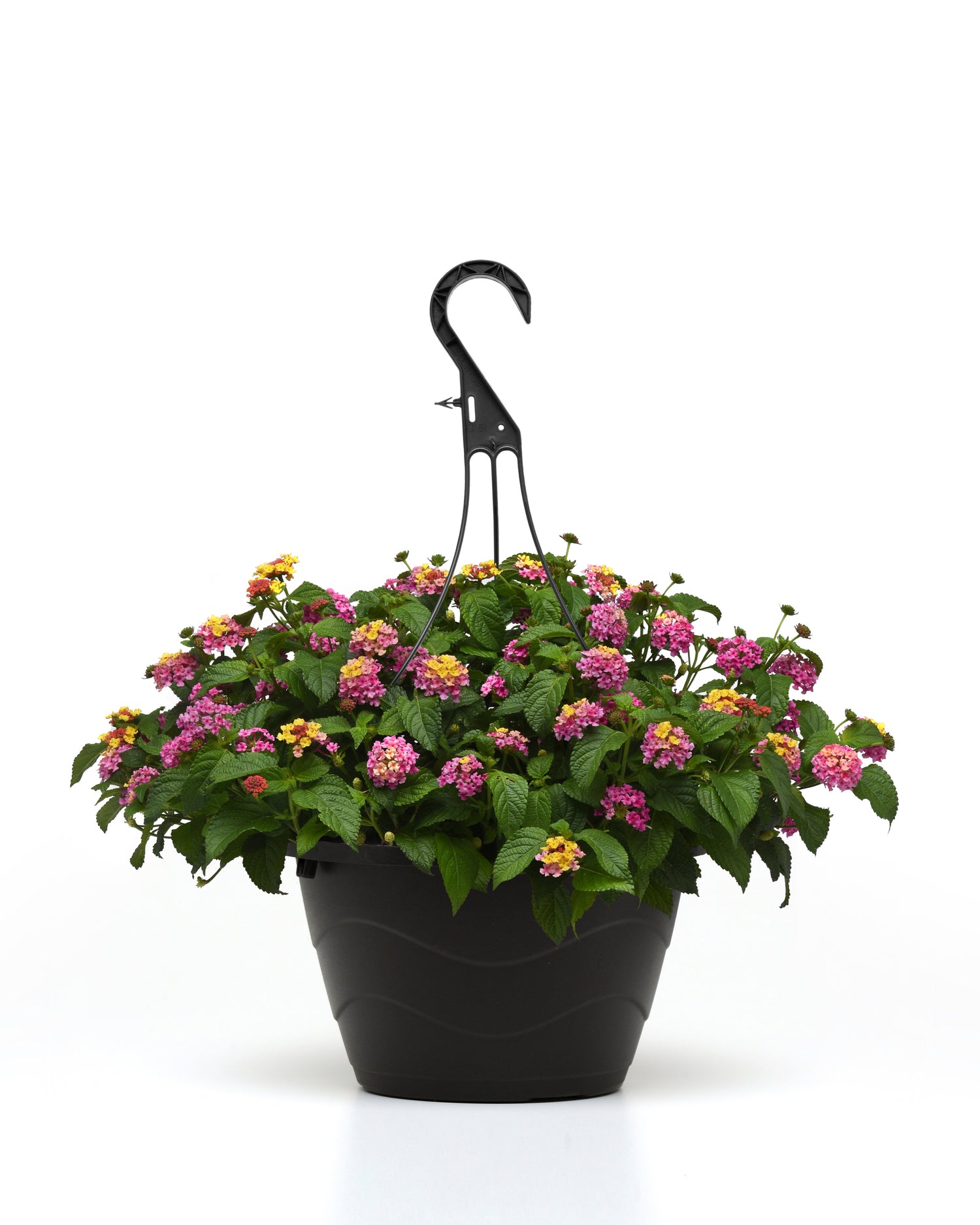 Lantana 'Shamrock' Series
