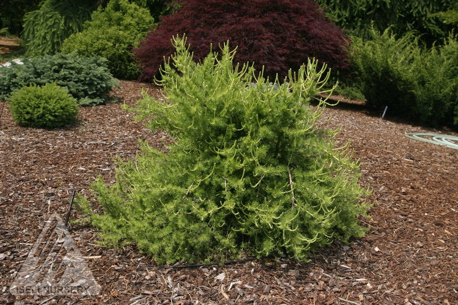 Larix 'Prag'