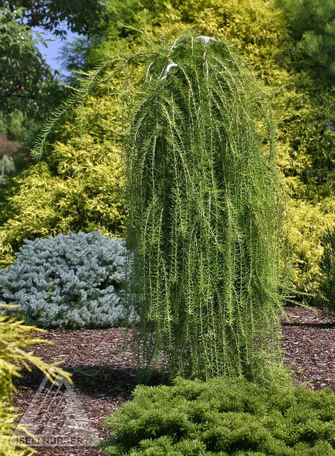 Larix 'Weeping Larch Puli'