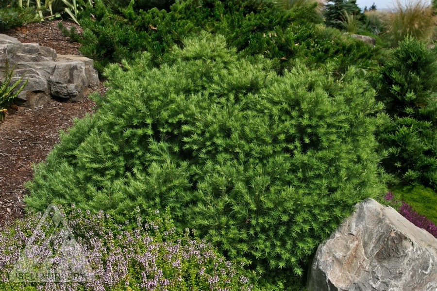 Larix 'Romberg Park'