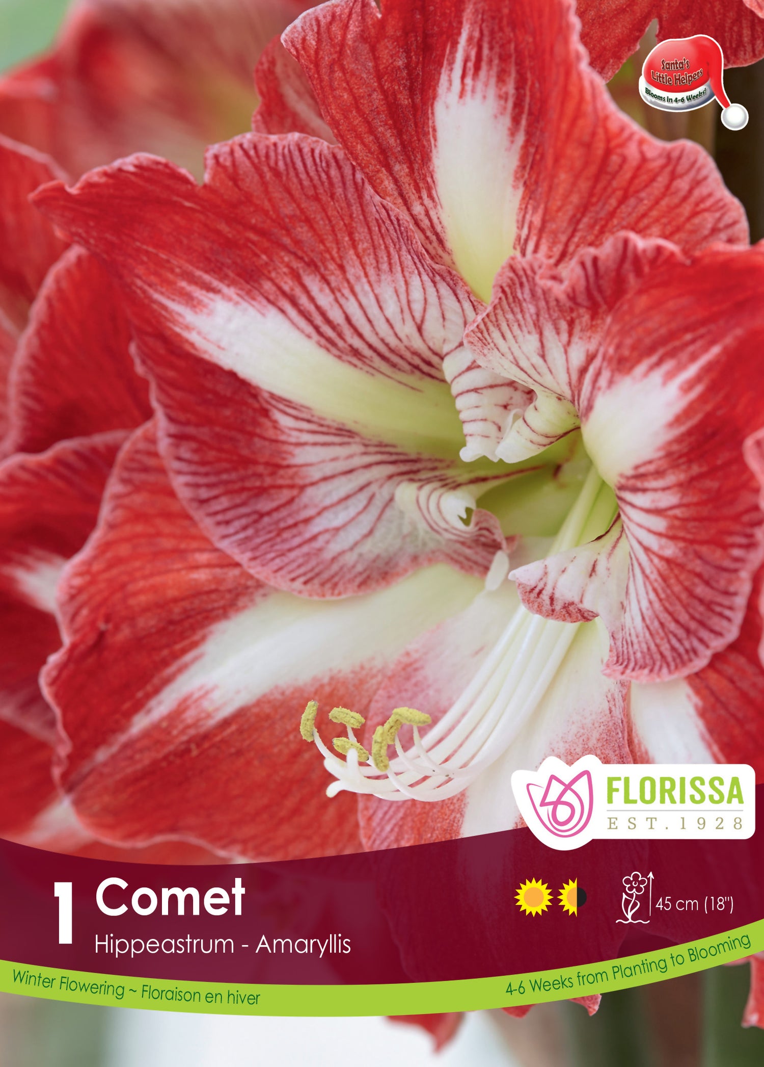 Amaryllis 'Comet'