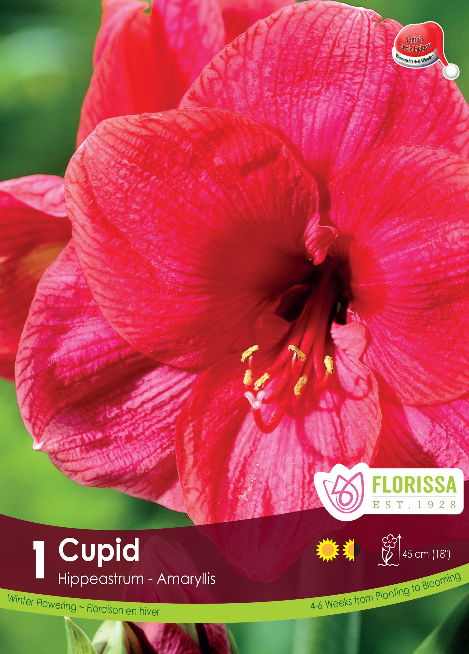 Amaryllis 'Cupid'