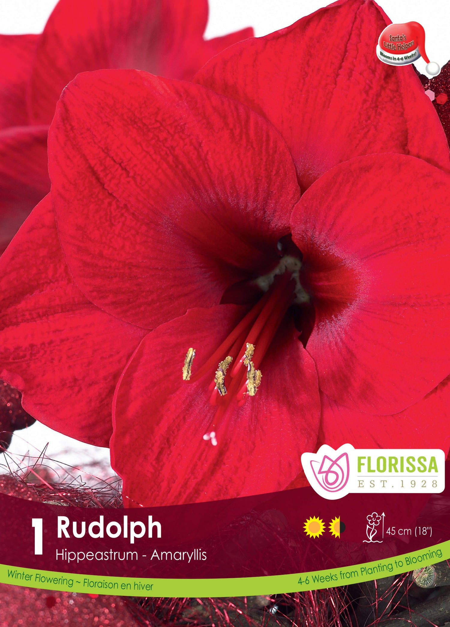 Amaryllis 'Rudolph'