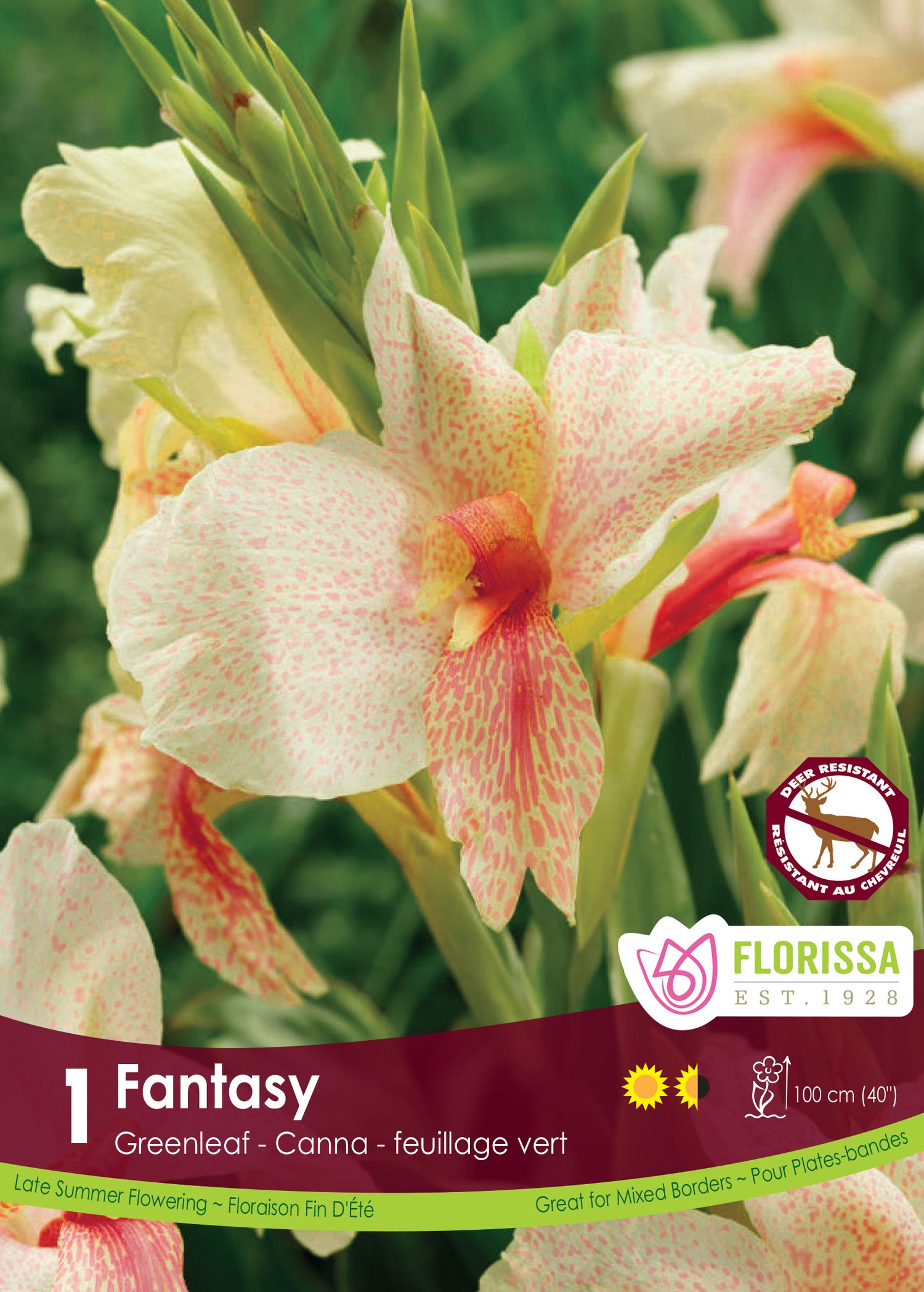 Canna 'Fantasy'