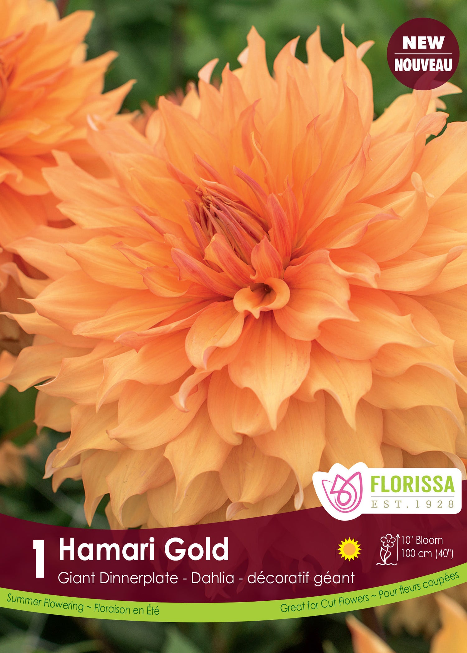 Dinnerplate Dahlia 'Hamari Gold Premium'