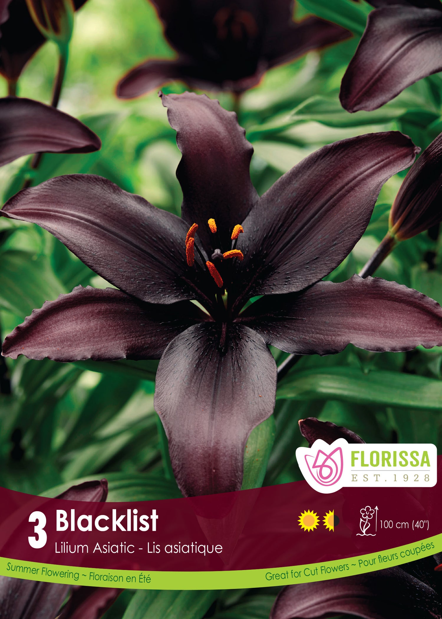 Asiatic Lily 'Blacklist'