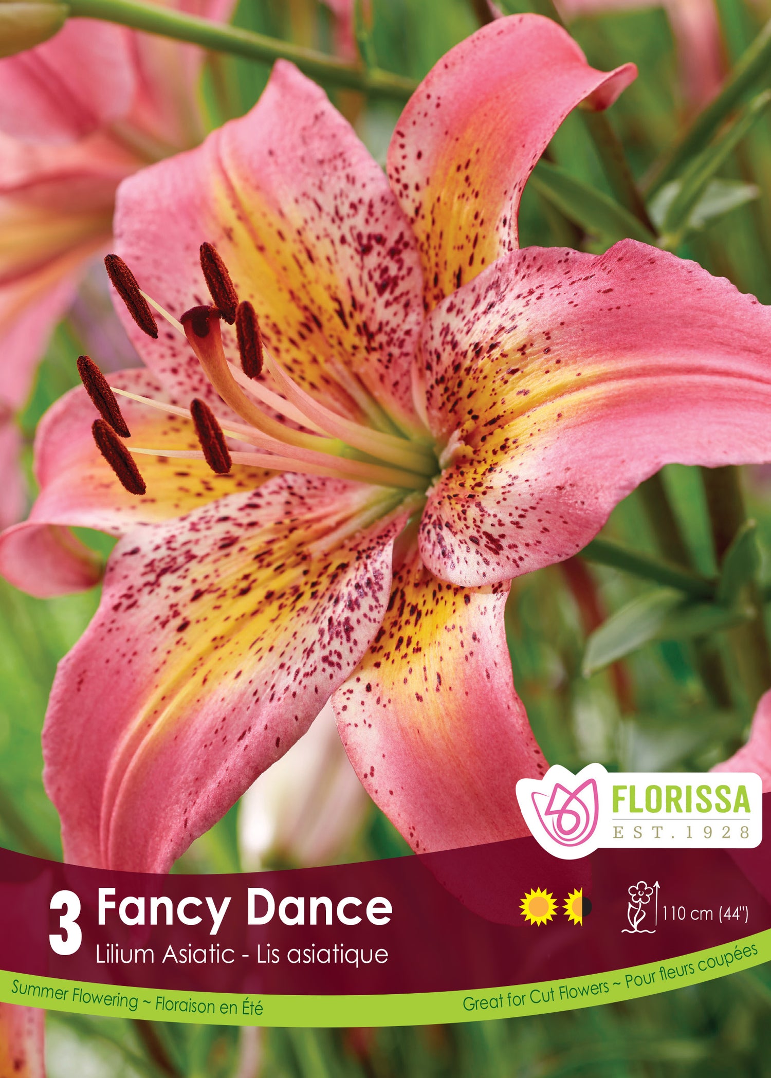 Asiatic Lily 'Fancy Dance'